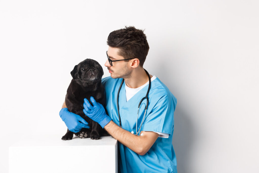 BVetMed student interning at veterinary clinic