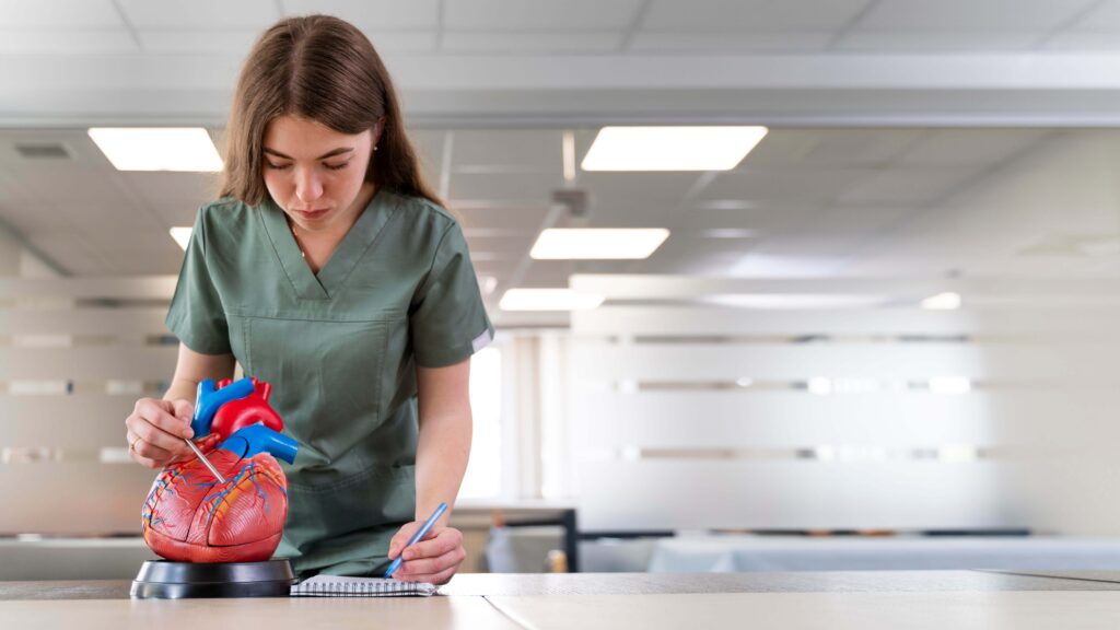 A medical student studying a heart prototype and taking notes.